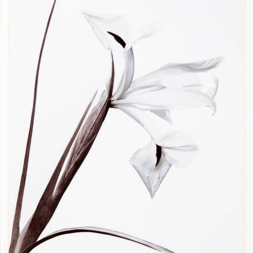 Black and white photograph of a flower.